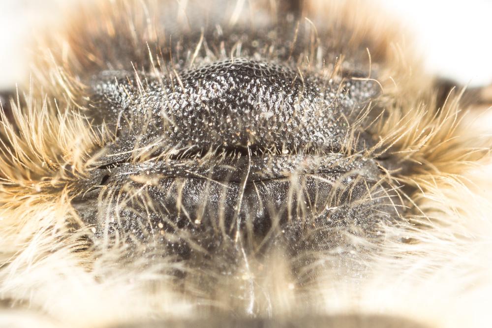 Megachile pyrenaea Pérez, 1890