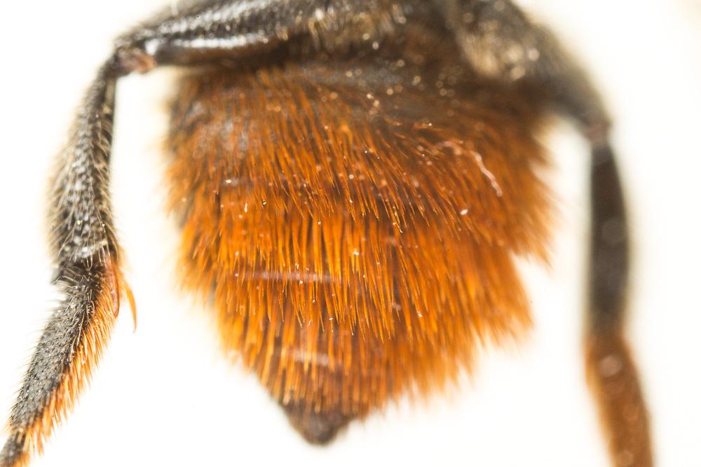 Megachile pyrenaea Pérez, 1890