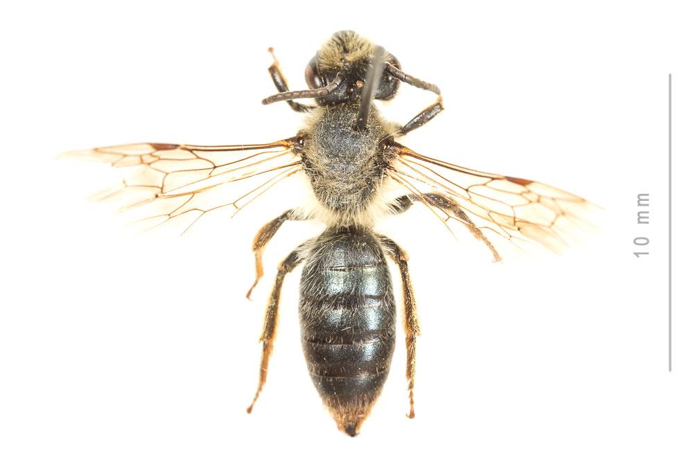Andrena suerinensis Friese, 1884