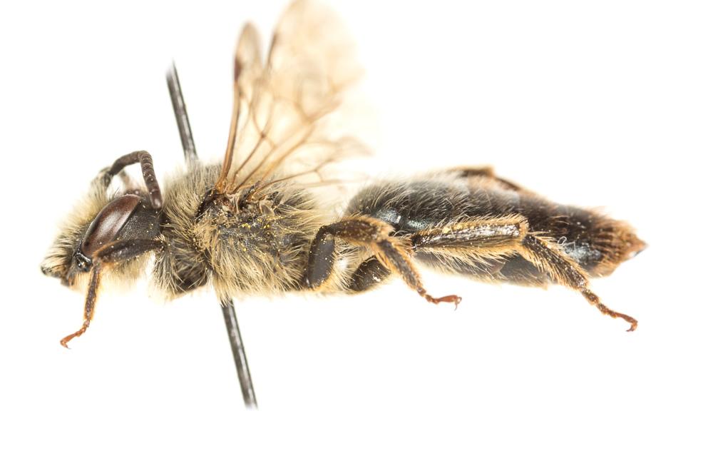 Andrena suerinensis Friese, 1884