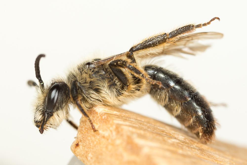Andrena suerinensis Friese, 1884