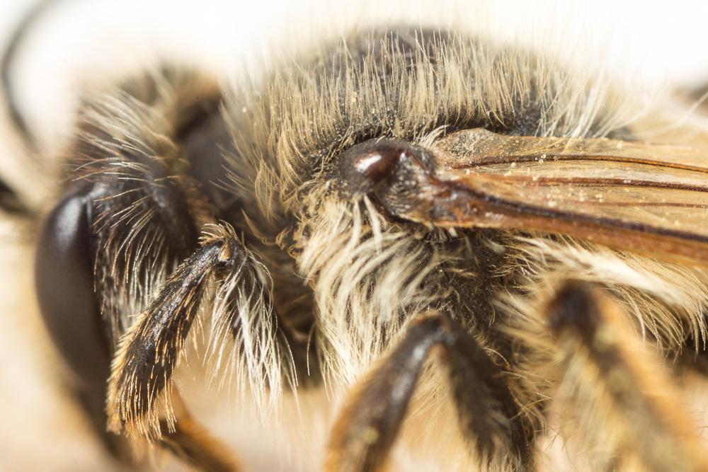 Andrena suerinensis Friese, 1884