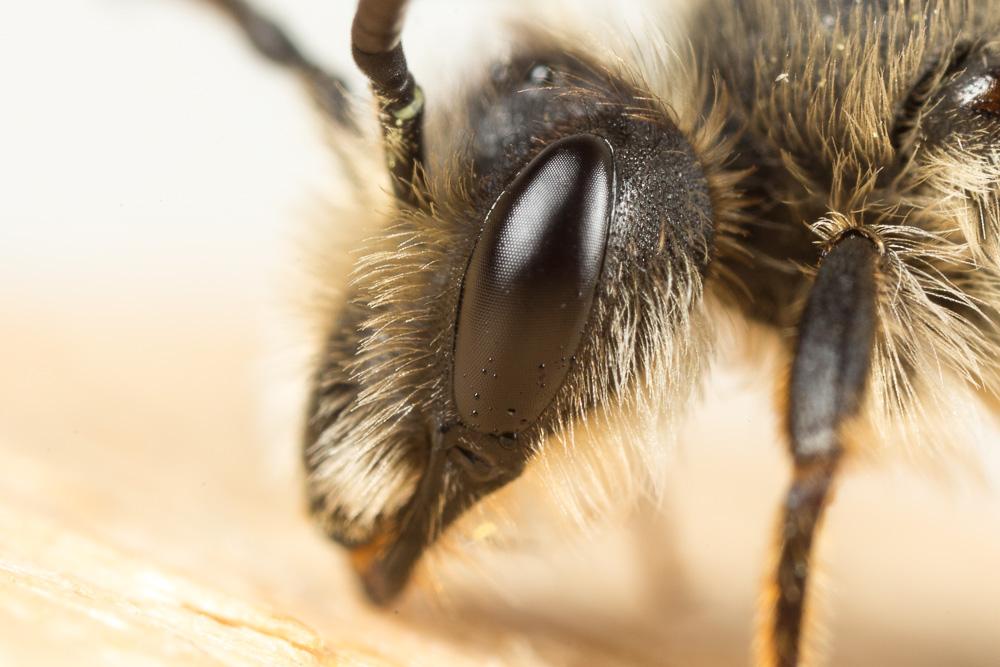 Andrena suerinensis Friese, 1884