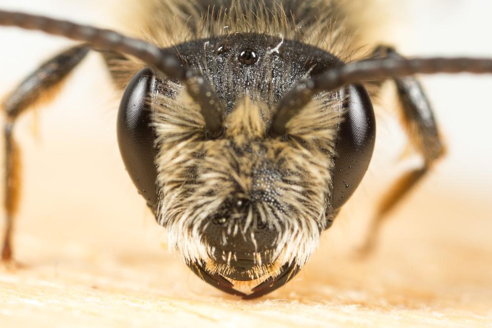 Andrena suerinensis Friese, 1884
