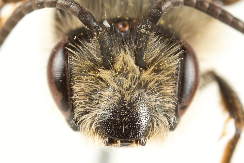 Andrena suerinensis Friese, 1884