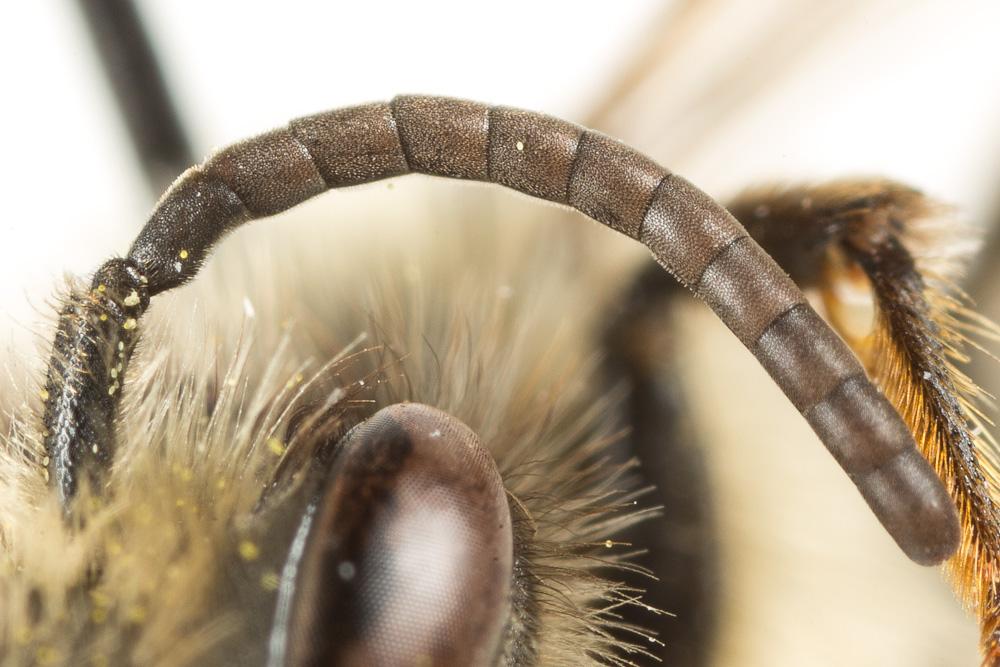 Andrena suerinensis Friese, 1884
