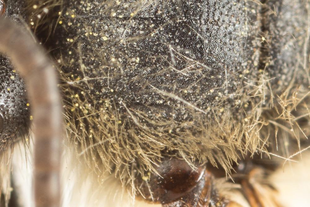 Andrena suerinensis Friese, 1884