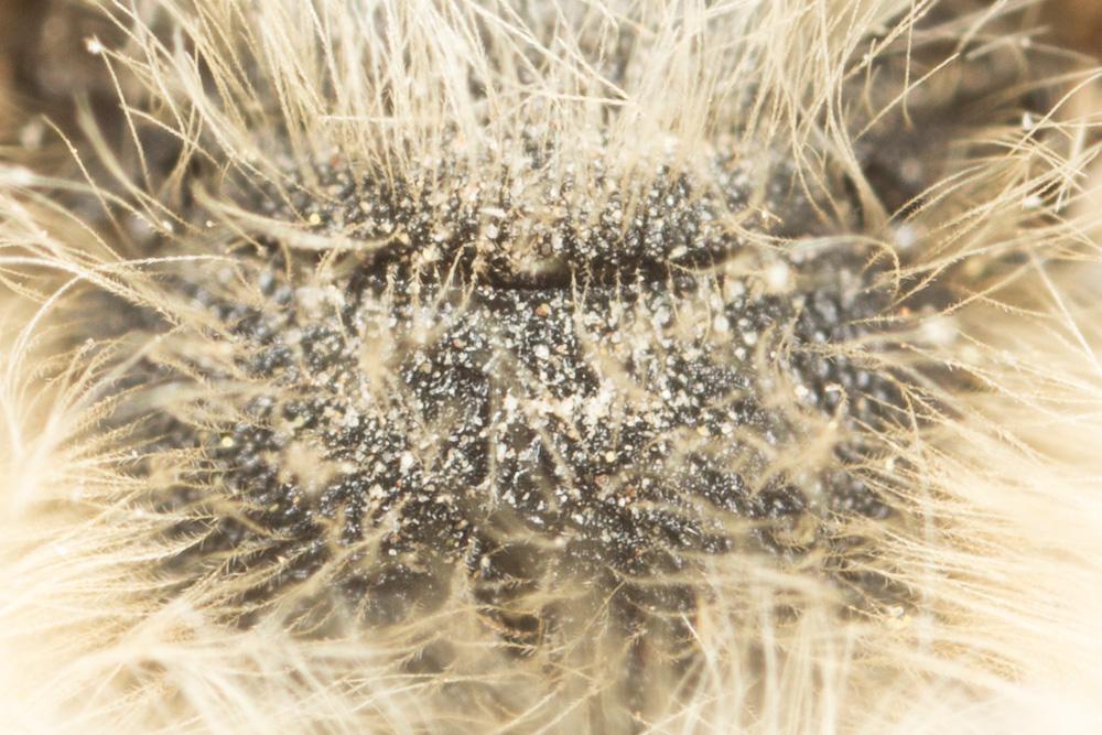 Andrena suerinensis Friese, 1884