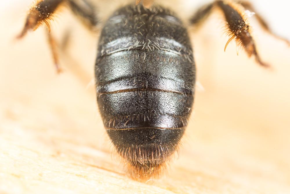 Andrena suerinensis Friese, 1884