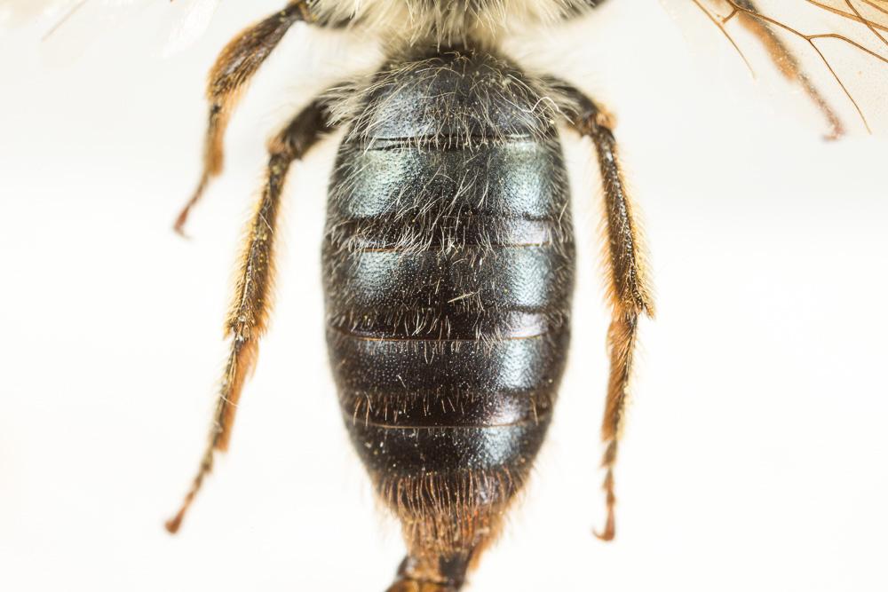 Andrena suerinensis Friese, 1884