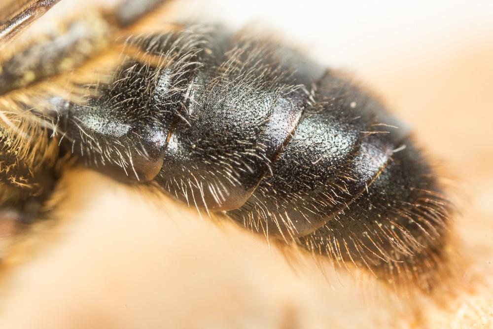 Andrena suerinensis Friese, 1884