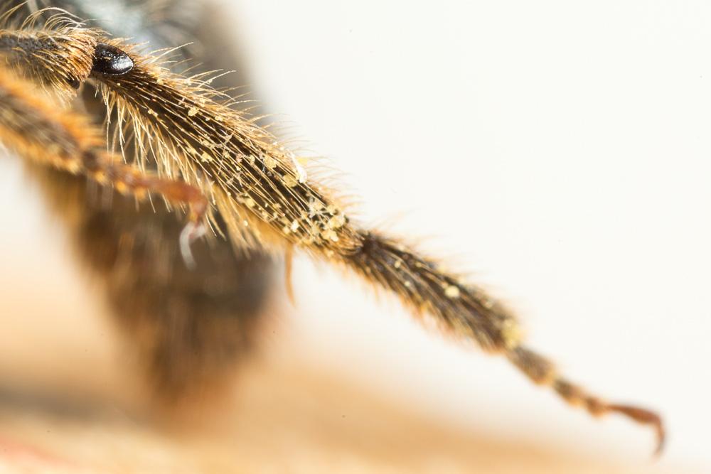 Andrena suerinensis Friese, 1884