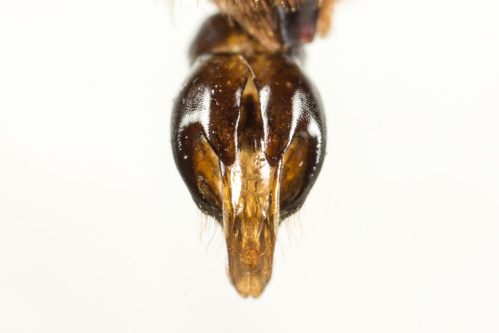 Andrena suerinensis Friese, 1884