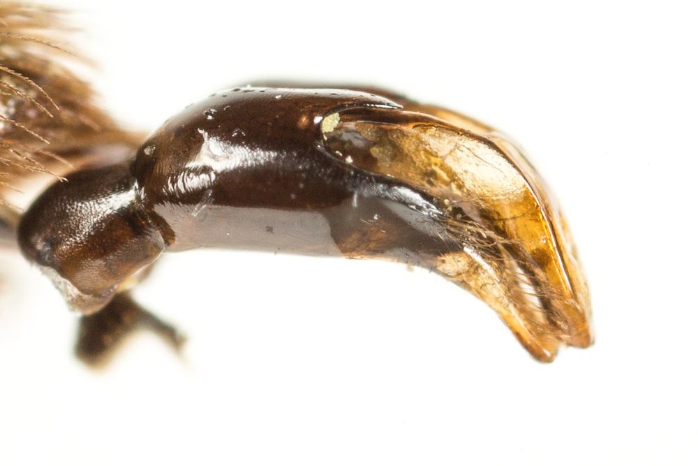 Andrena suerinensis Friese, 1884