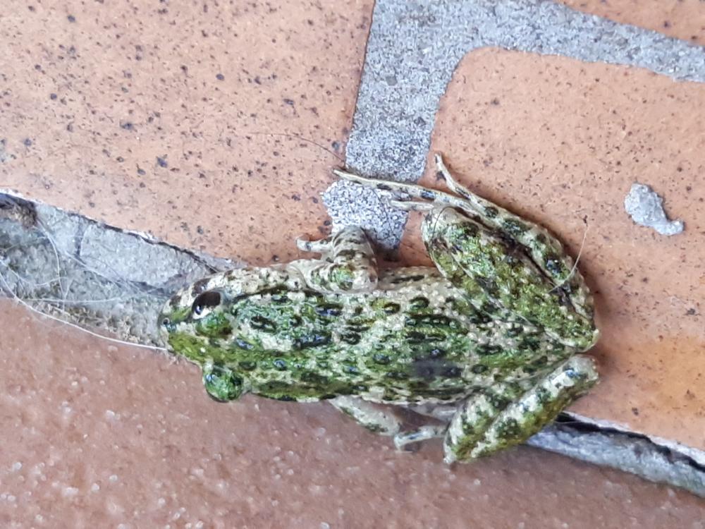 Crapaud vert Bufotes viridis (Laurenti, 1768)