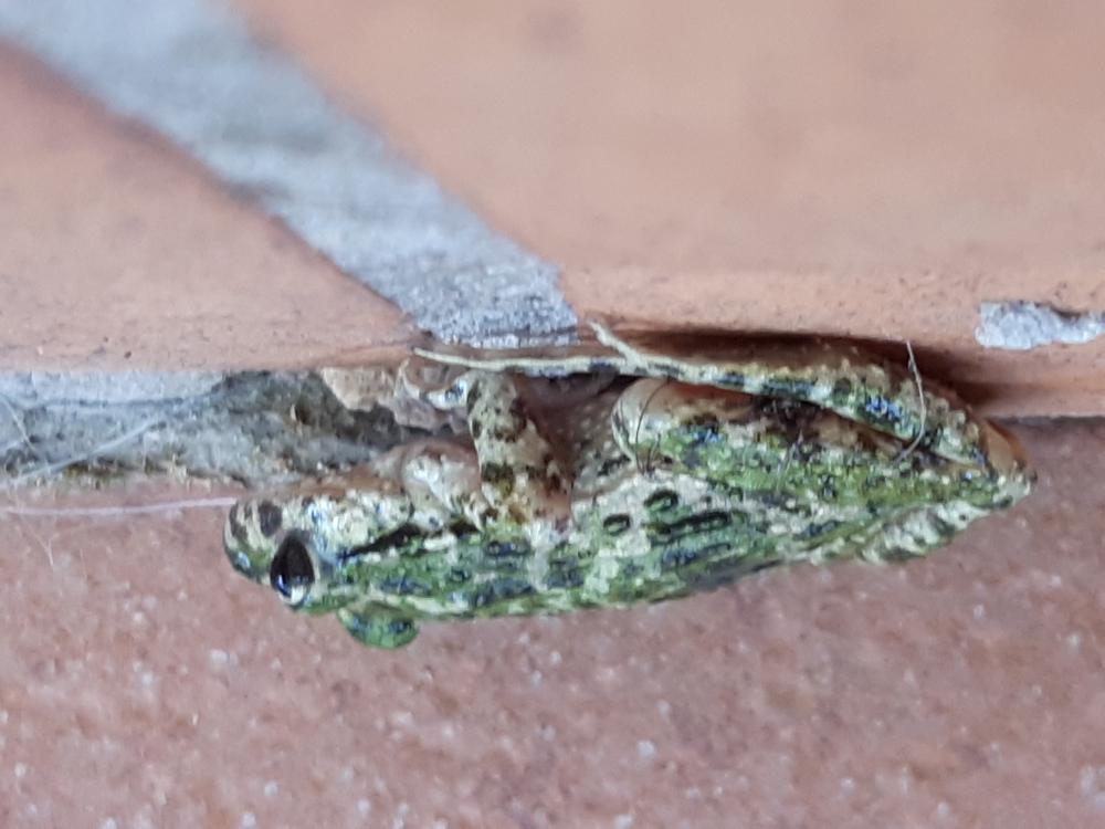 Crapaud vert Bufotes viridis (Laurenti, 1768)