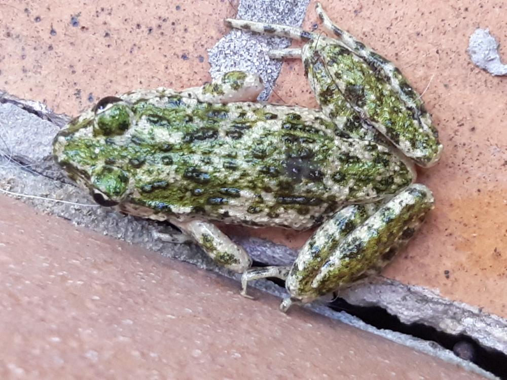 Crapaud vert Bufotes viridis (Laurenti, 1768)