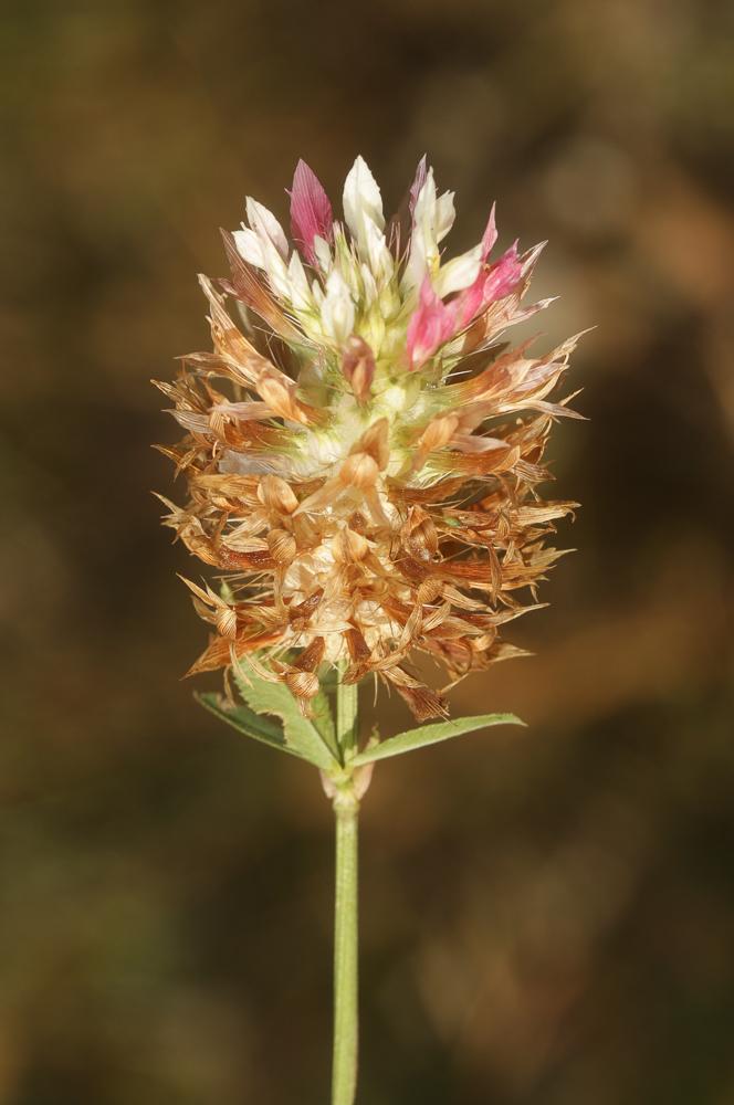 Trèfle renflé en vessie, Trèfle en vessie Trifolium vesiculosum Savi, 1798