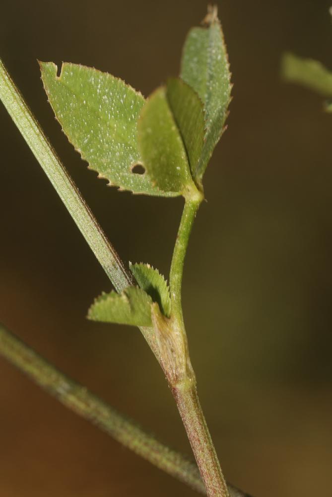 Trèfle renflé en vessie, Trèfle en vessie Trifolium vesiculosum Savi, 1798