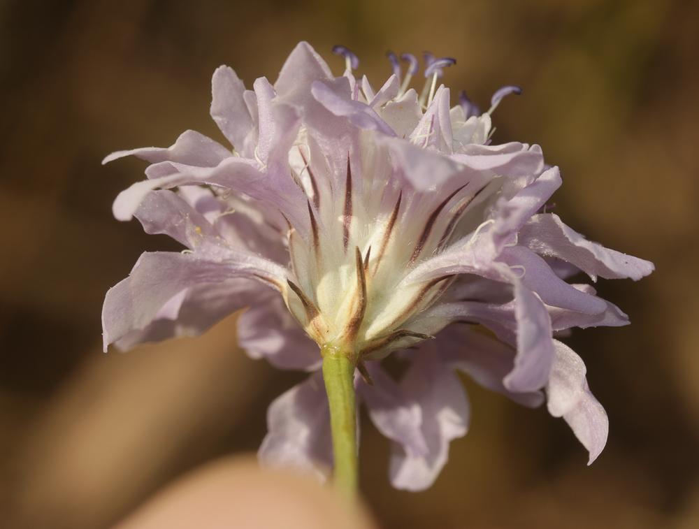 Céphalaire de Transylvanie Cephalaria transylvanica (L.) Schrad. ex Roem. & Schult., 1818