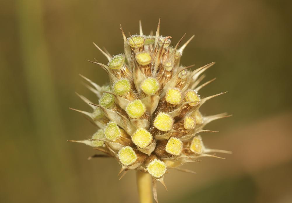 Céphalaire de Transylvanie Cephalaria transylvanica (L.) Schrad. ex Roem. & Schult., 1818