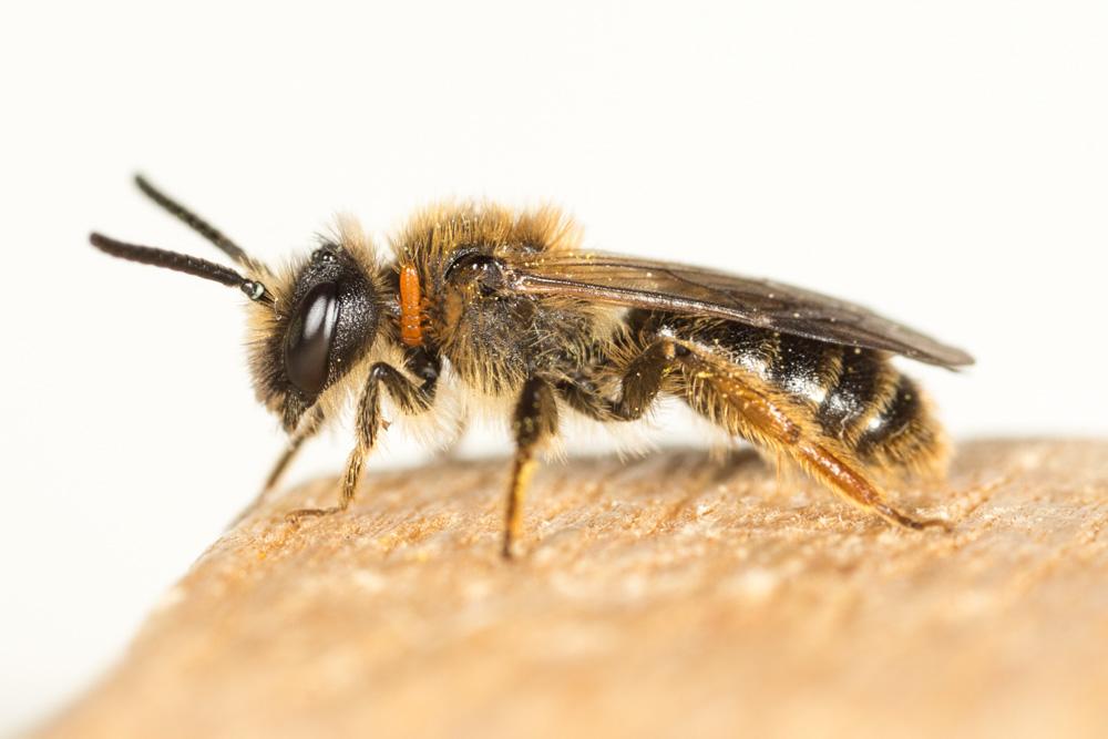 Andrena fulvago (Christ, 1791)