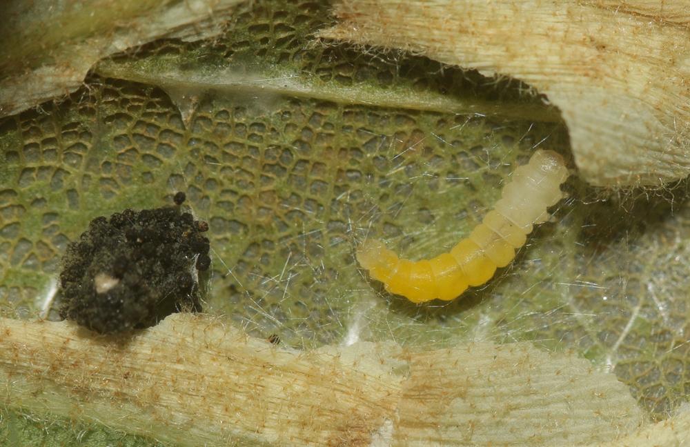 Phyllonorycter roboris (Zeller, 1839)