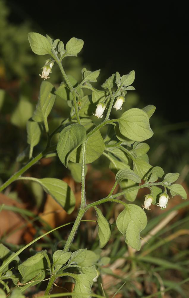 Muguet des pampas Salpichroa origanifolia (Lam.) Baill., 1888