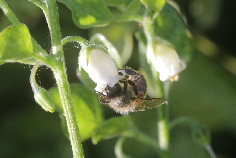 Abeille domestique, Abeille européenne, Abeille me Apis mellifera Linnaeus, 1758