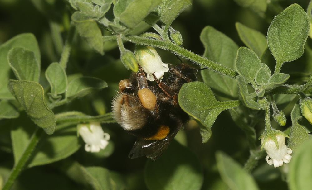 Bourdon terrestre (Le) Bombus terrestris (Linnaeus, 1758)