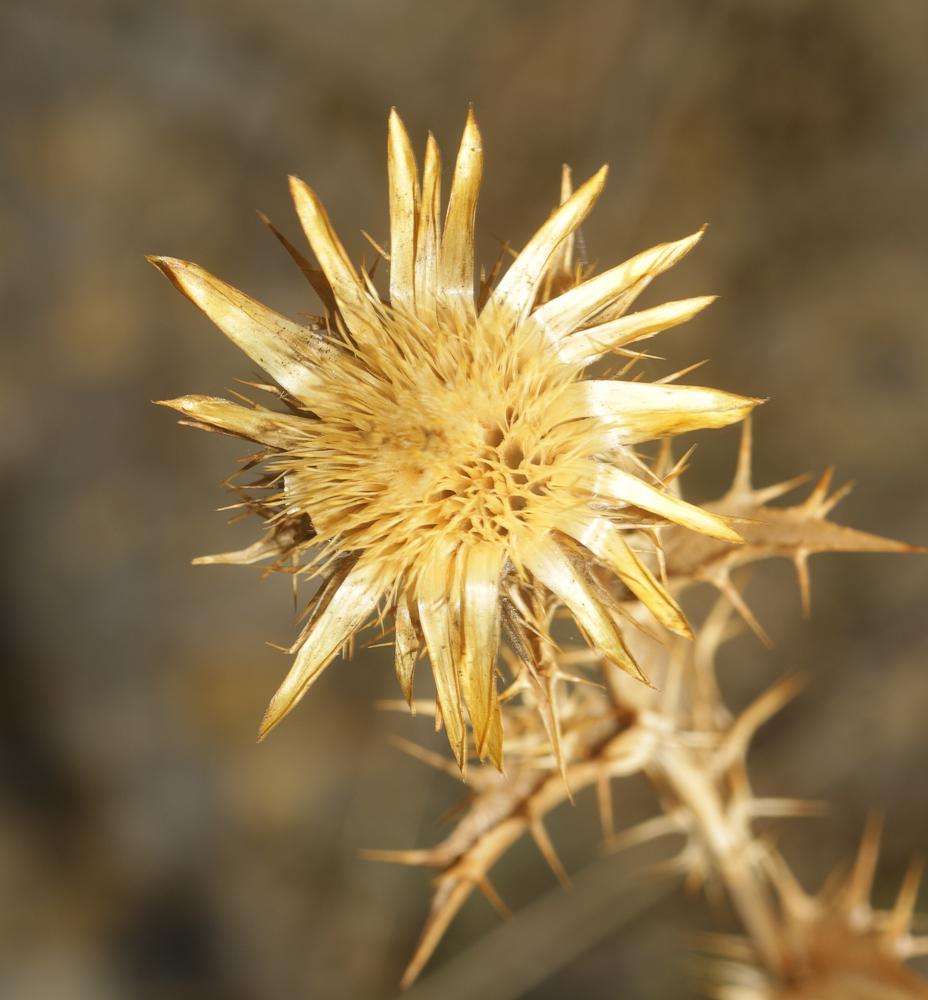 Carlina hispanica Lam., 1785