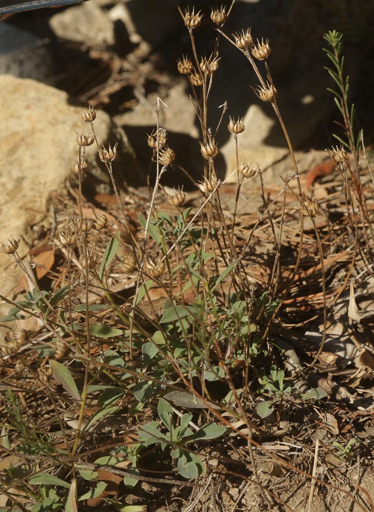 Lin campanulé Linum campanulatum L., 1753