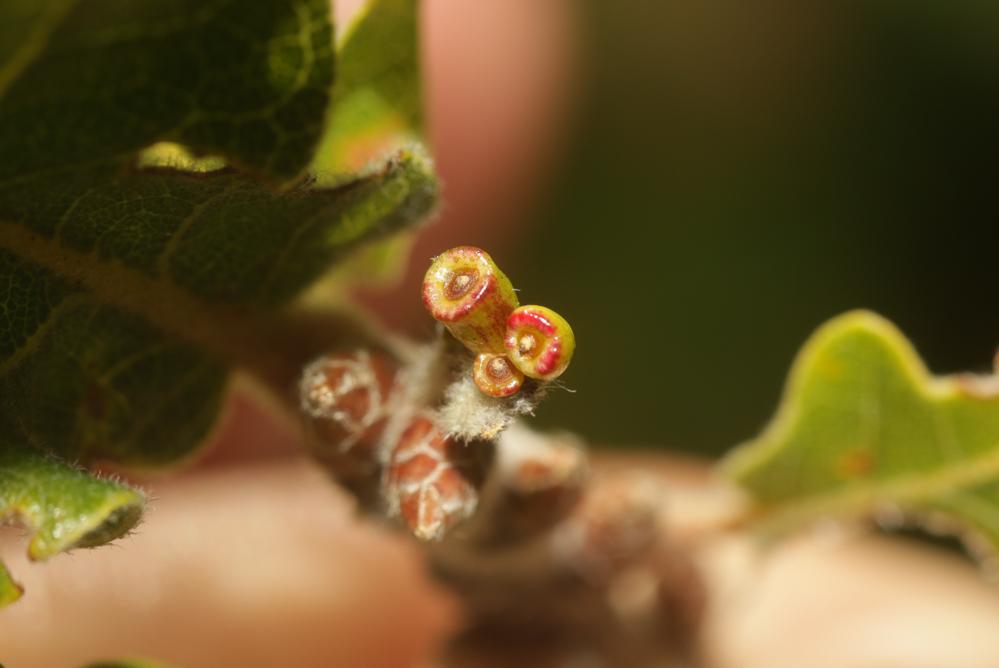 Andricus gallaeurnaeformis (Fonscolombe, 1832)
