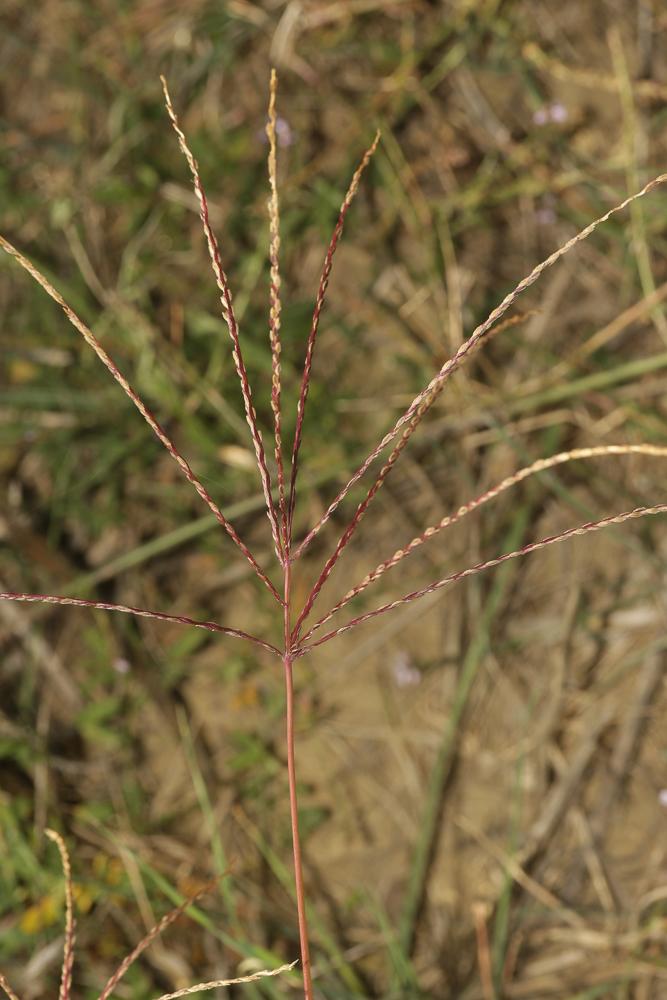 Digitaire sanguine, Digitaire commune Digitaria sanguinalis (L.) Scop., 1771