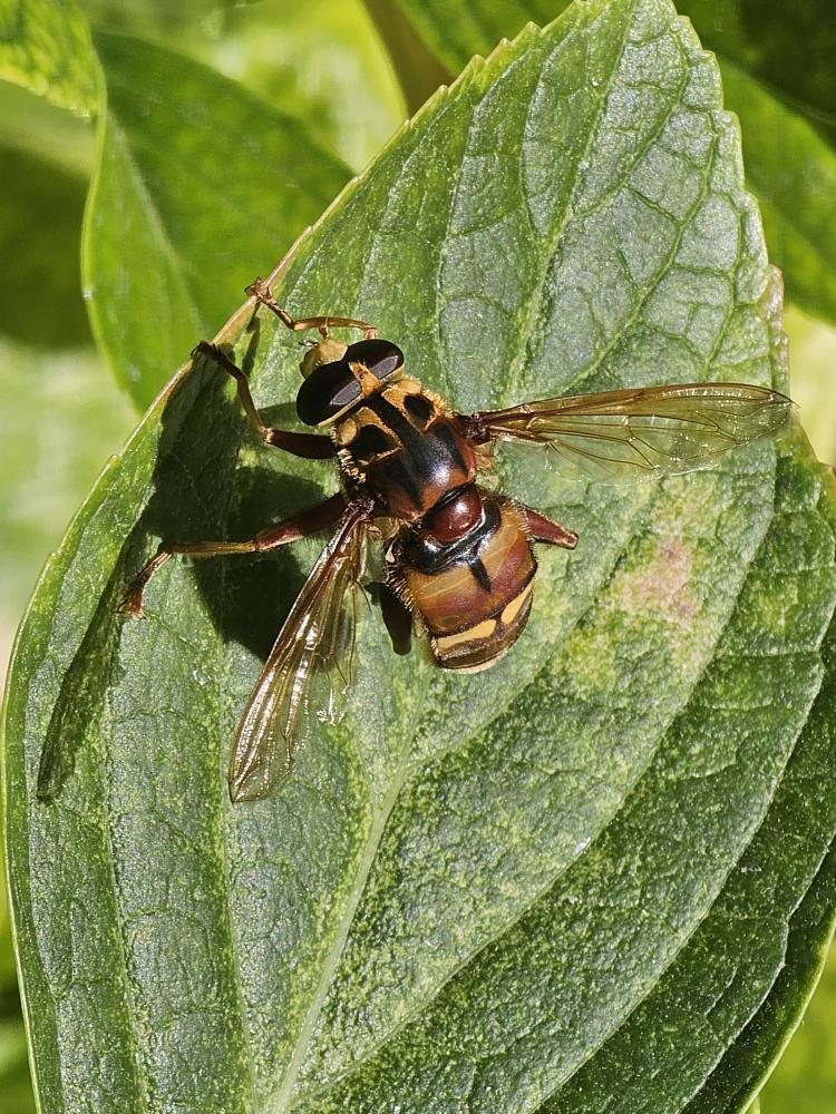 Milésie faux-frelon Milesia crabroniformis (Fabricius, 1775)