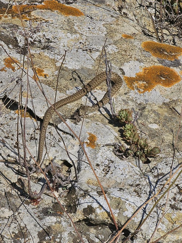 Couleuvre de Montpellier Malpolon monspessulanus (Hermann, 1804)
