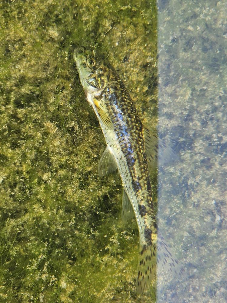 Goujon Gobio gobio (Linnaeus, 1758)