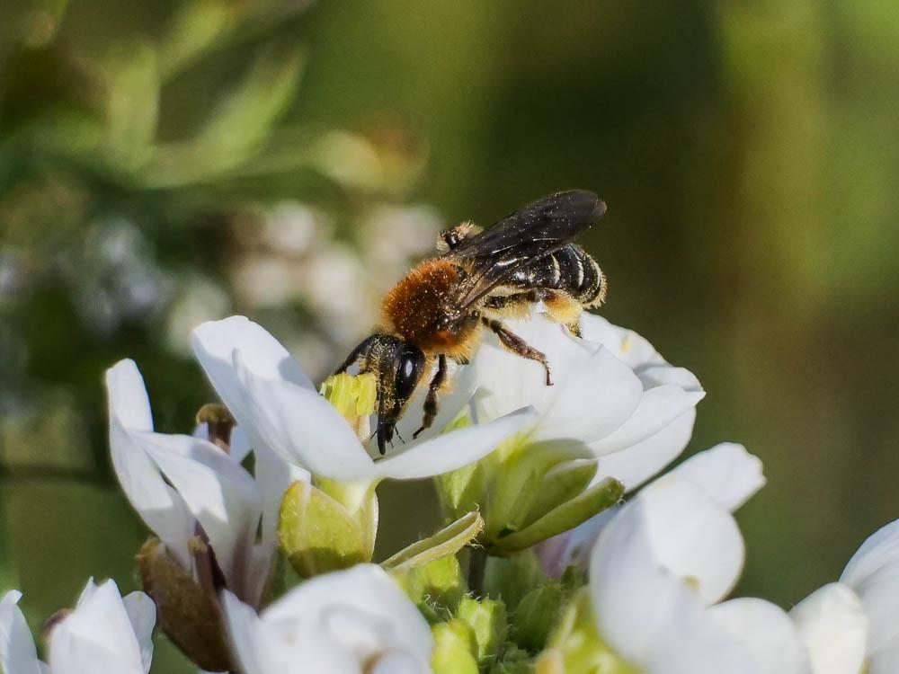 Andrena bicolorata (Rossi, 1790)