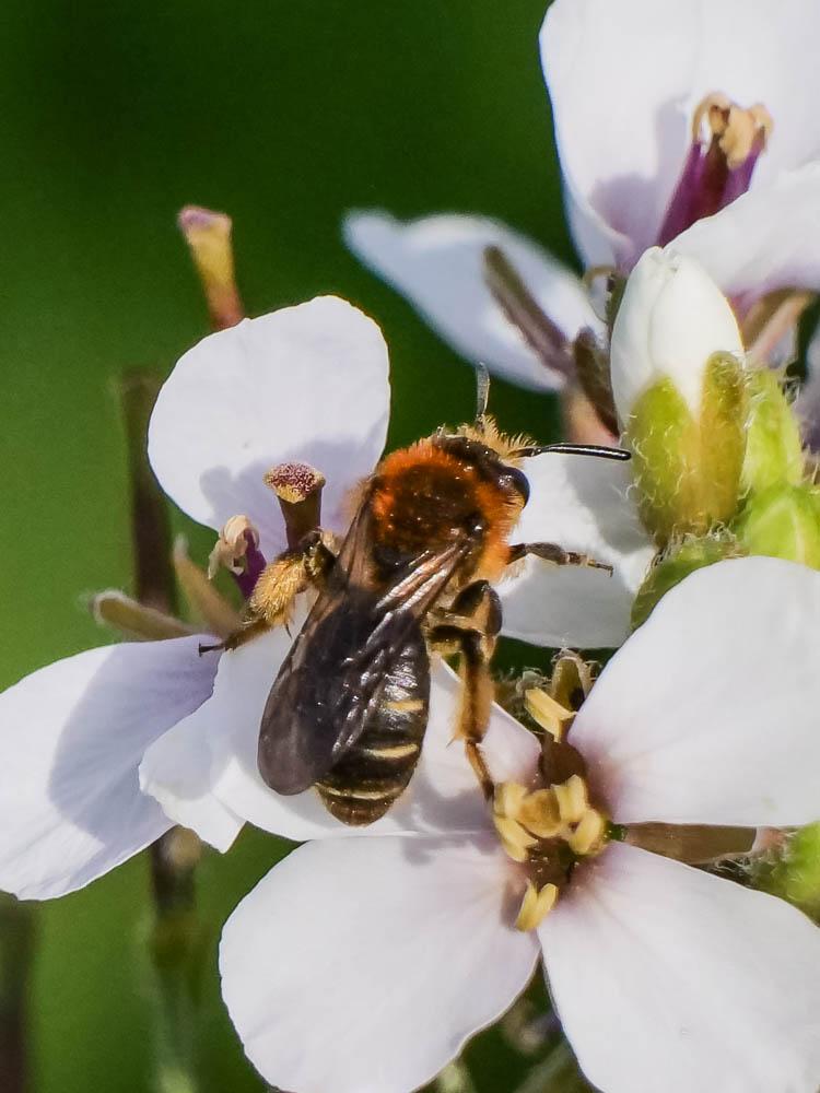 Andrena bicolorata (Rossi, 1790)