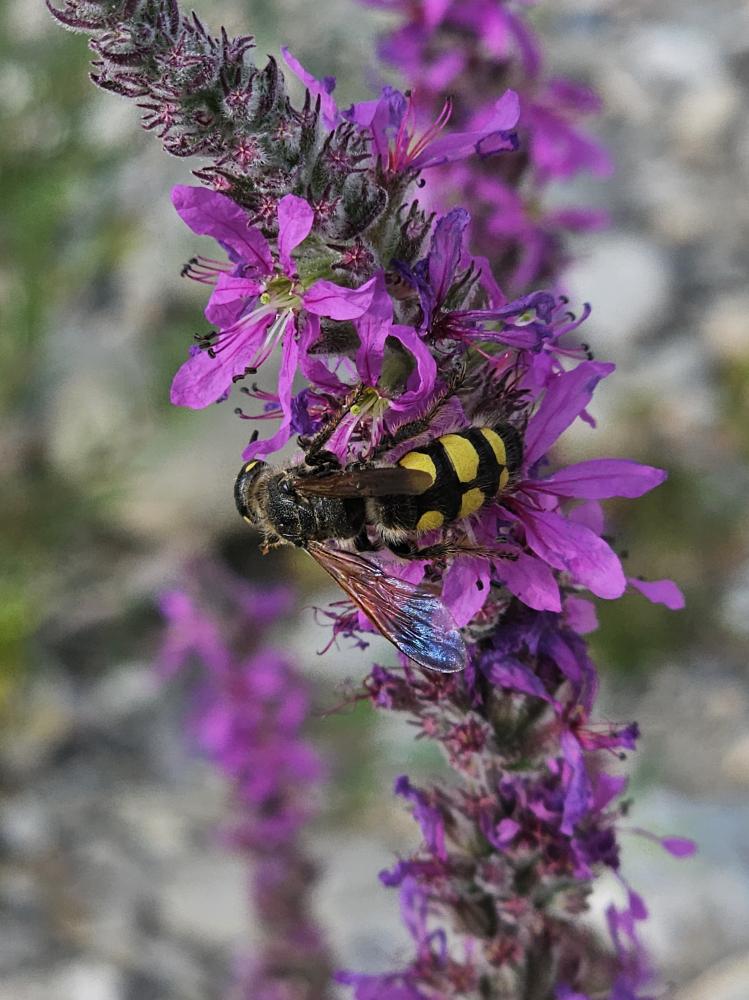 Colpa sexmaculata (Fabricius, 1781)