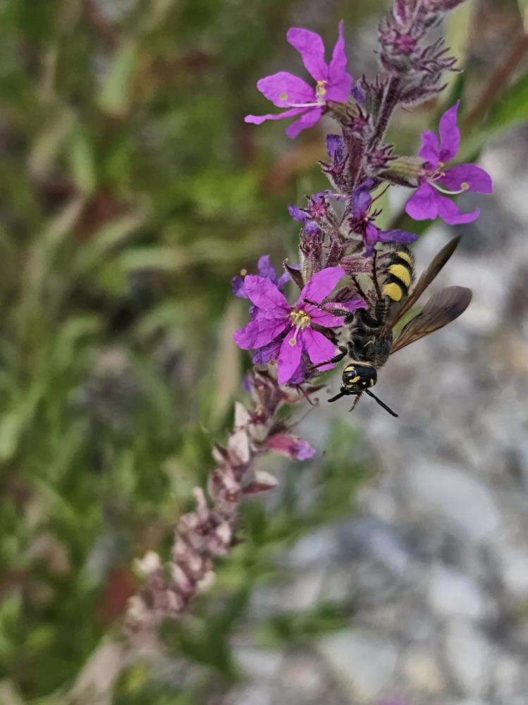 Colpa sexmaculata (Fabricius, 1781)