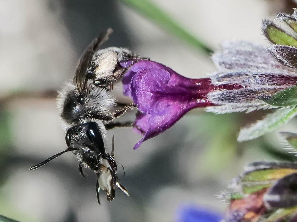 Andrena solenopalpa Benoist, 1945