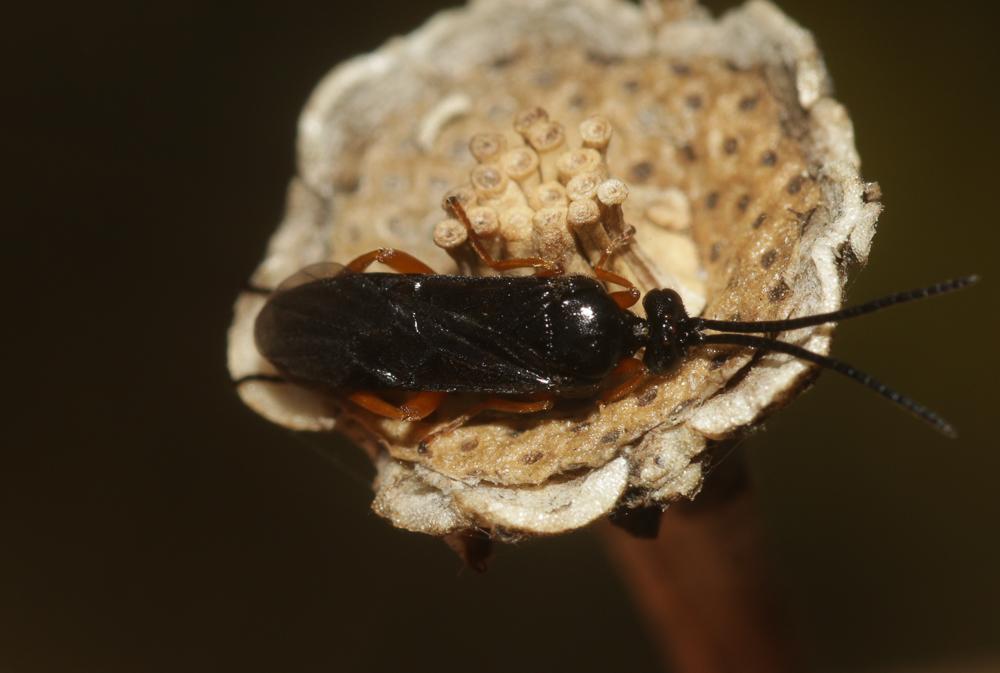 Eurylabus tristis (Gravenhorst, 1829)