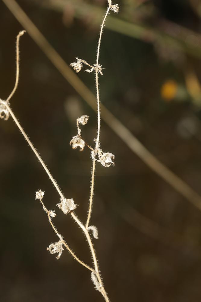 Campanule érinus, Campanule à petites fleurs Campanula erinus L., 1753