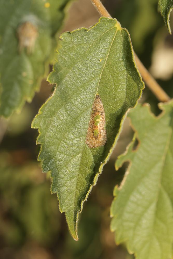Phyllonorycter millierella (Staudinger, 1871)