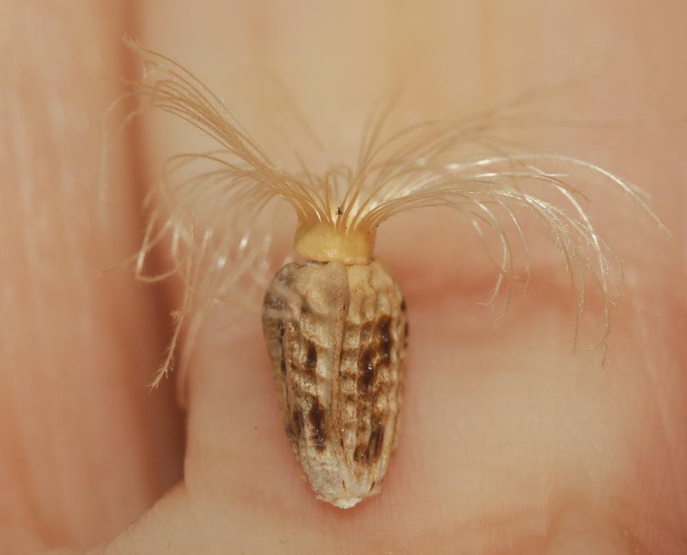 Onopordon d'Illyrie Onopordum illyricum L., 1753