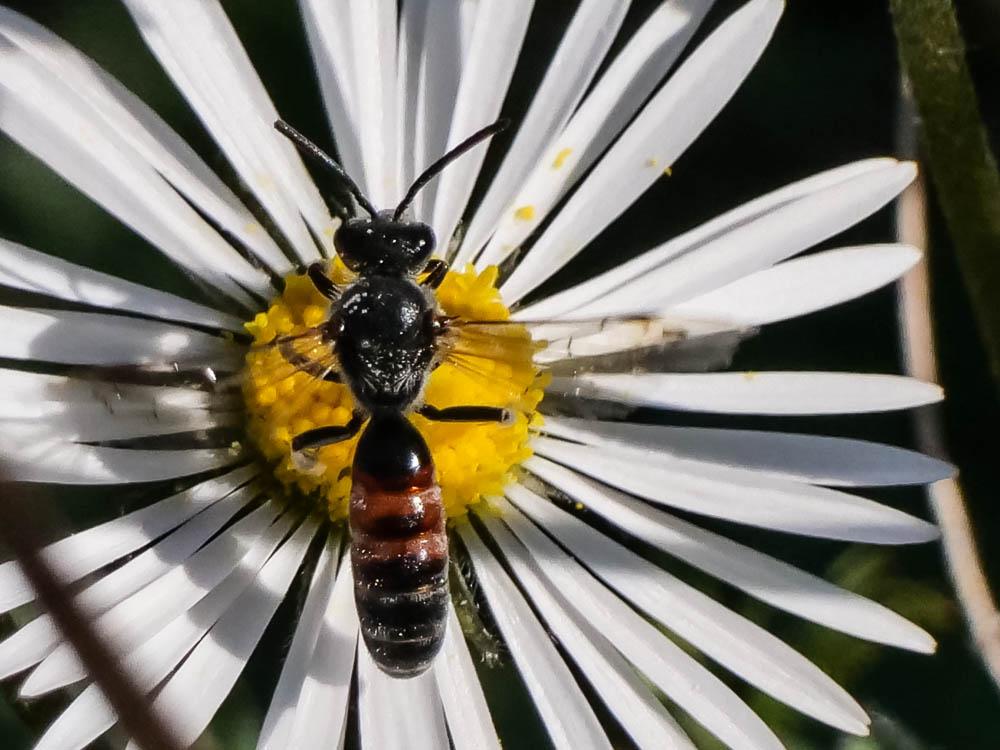 Lasioglossum nigripes (Lepeletier, 1841)