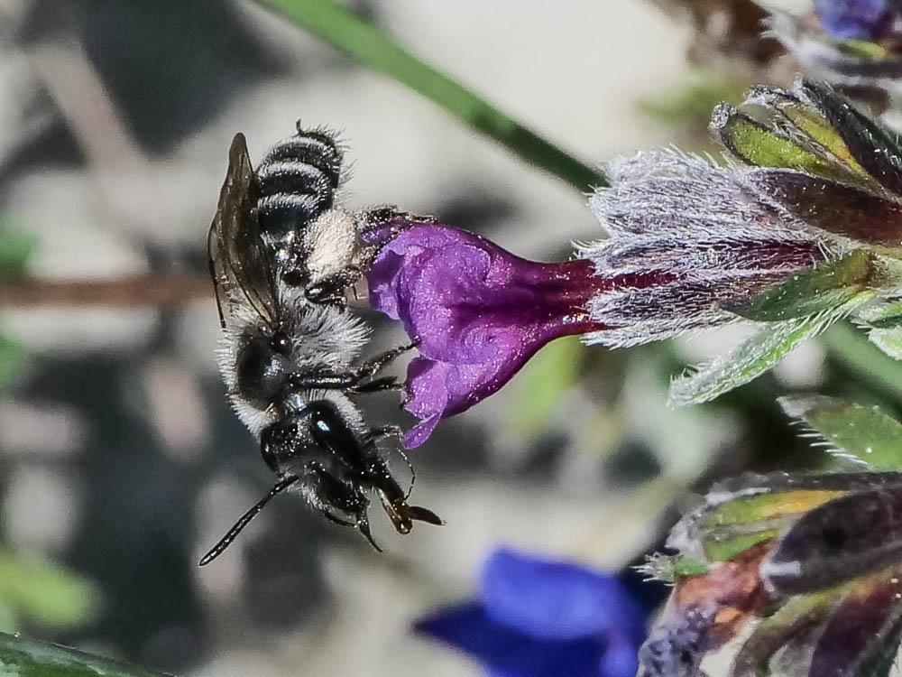 Andrena solenopalpa Benoist, 1945
