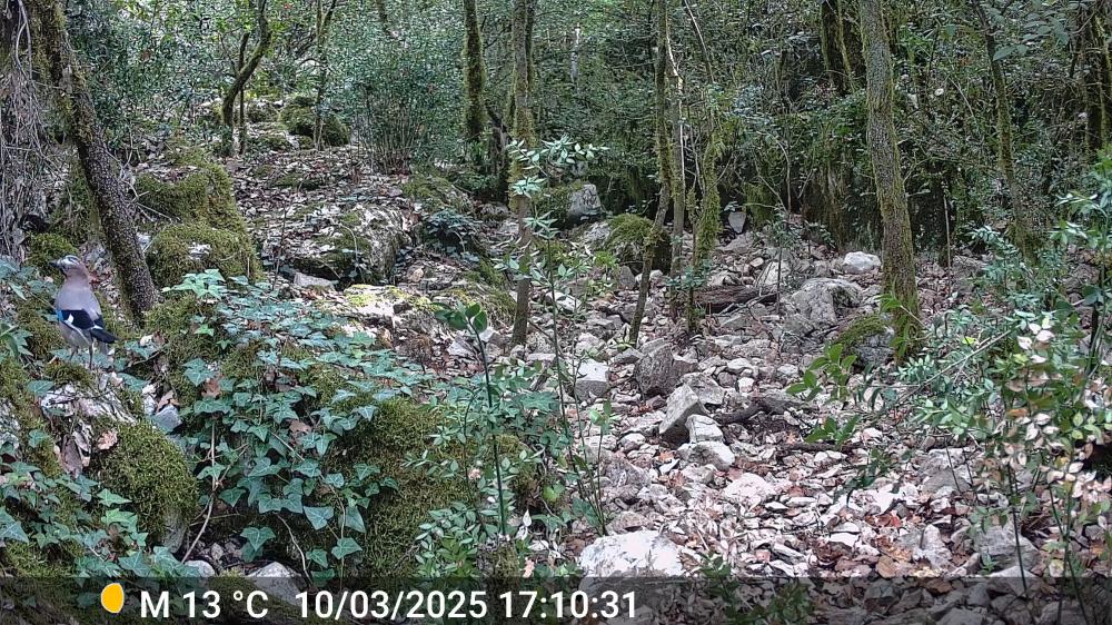 Geai des chênes Garrulus glandarius (Linnaeus, 1758)