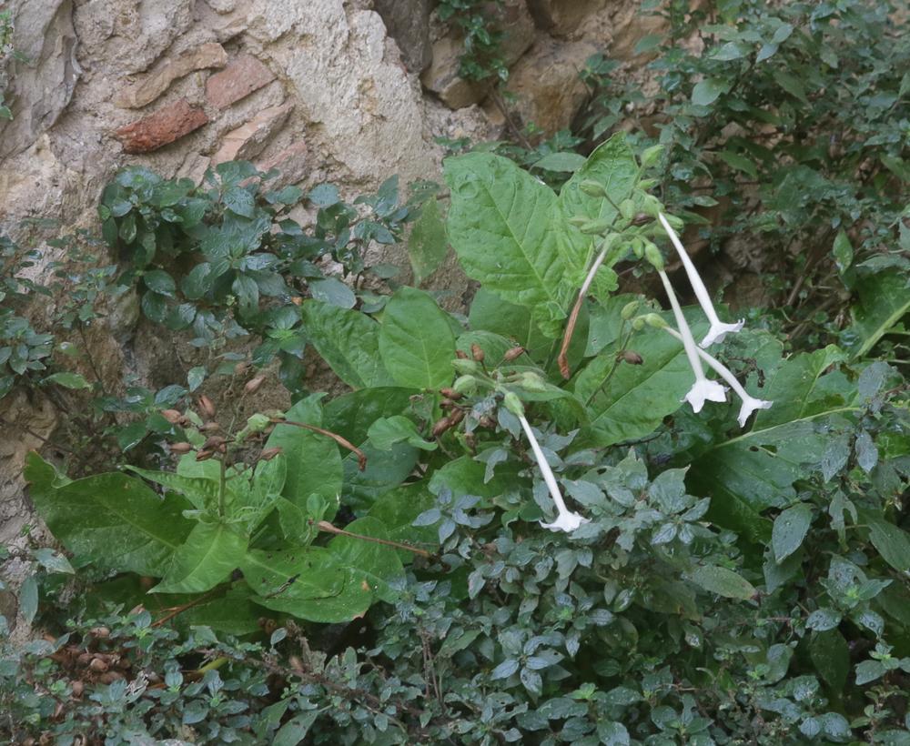 Nicotiana sylvestris Speg., 1898